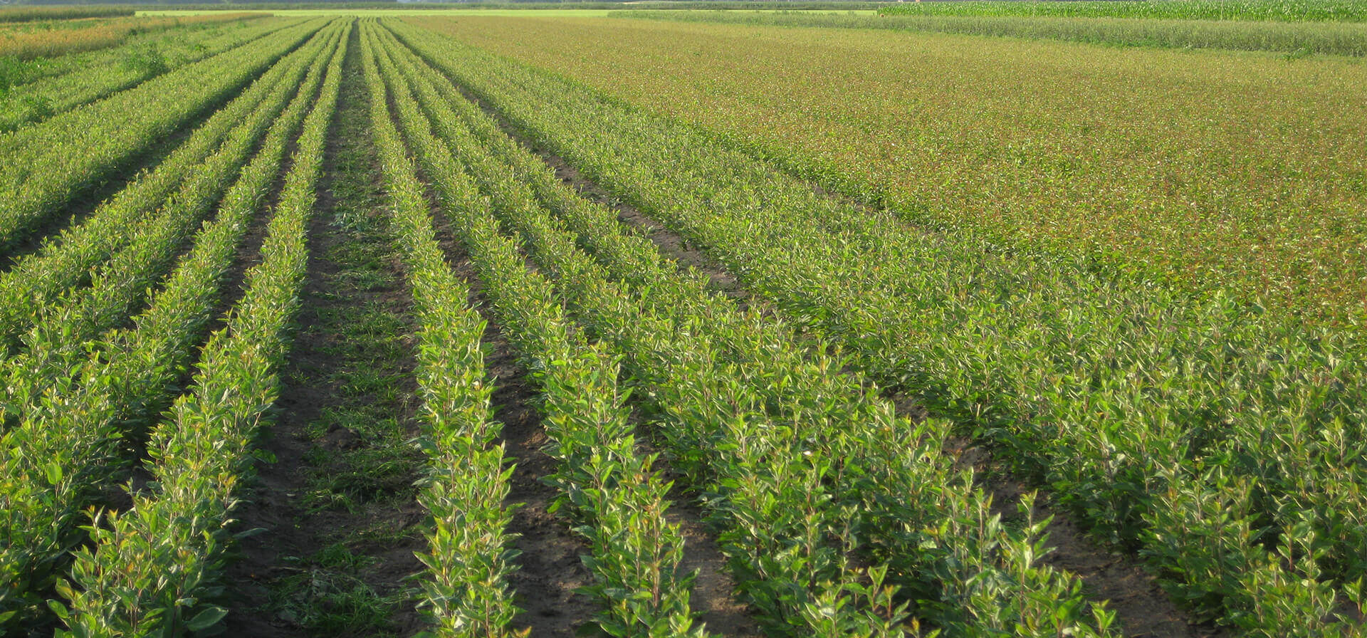 tree-nursery-near-me-trees-and-hedging-for-sale-rootstock-nursery