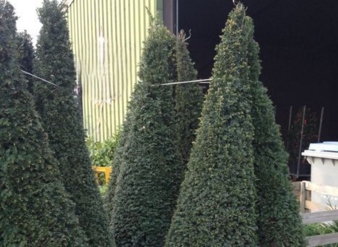 Taxus cones nw
